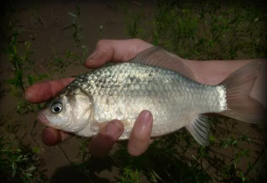 Карась пойманный ночью летом. Источник фото vseorybalke.mirtesen.ru