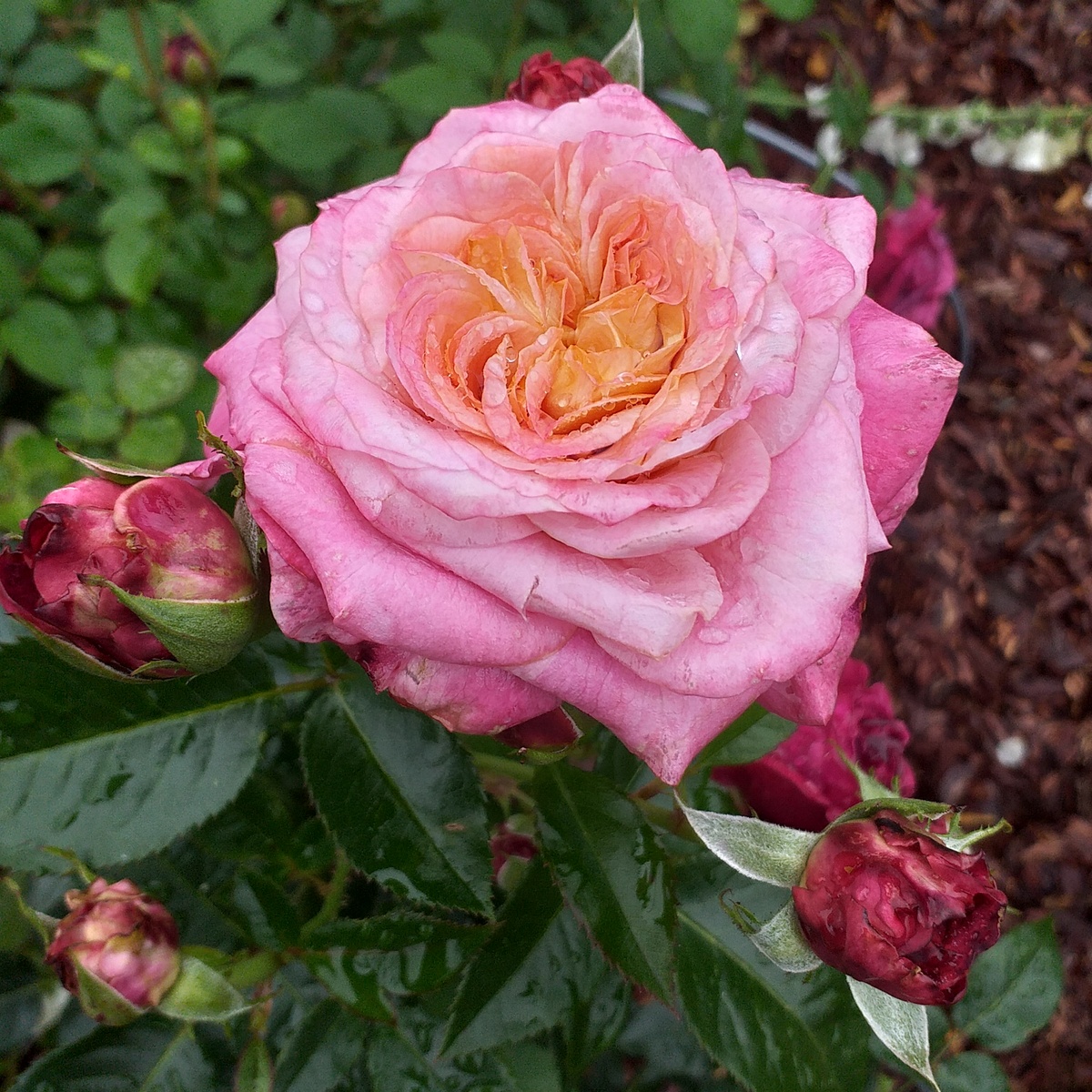 фото автора, роза Сурир де Довиль