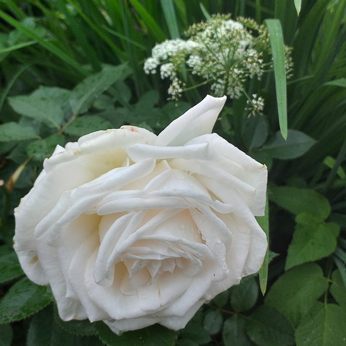 фото автора, роза Графиня Эльке цу Ранцау