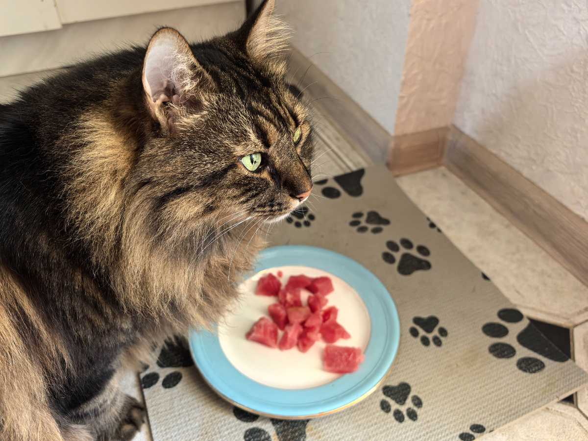 Тунец царю на царской тарелке.