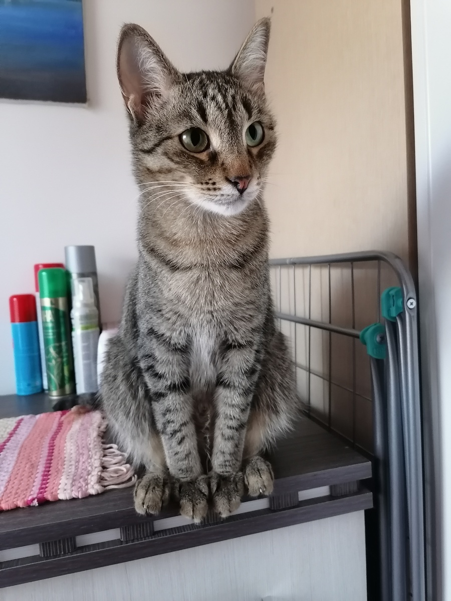 Тимоша. Фото автора