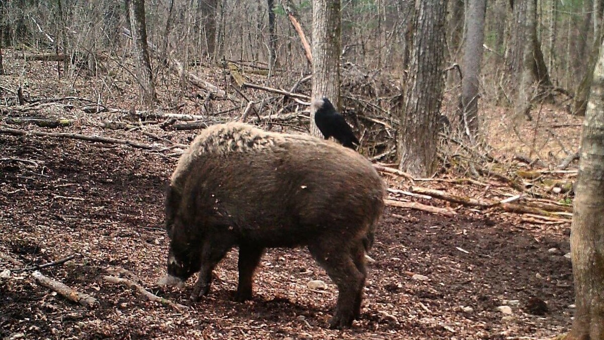     Источник: amurleo_land