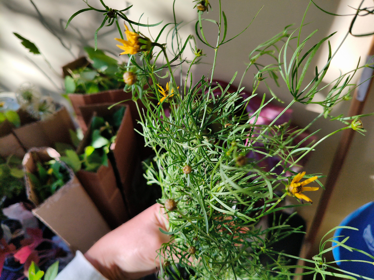 Симпатичная воздушная листва с множеством жёлтых звёздочек