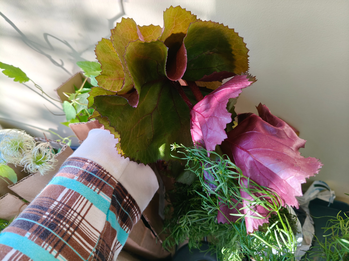 За время пересылки листочки немного помялись, но на месте они быстро расправятся