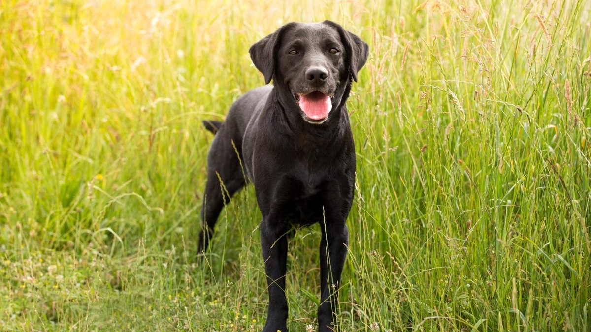    Выгуливать собак лучше утром или вечером, когда жара спадает.