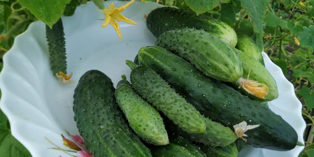 Можно ли посеять огурцы в июле в Подмосковье и успеть получить урожай?
