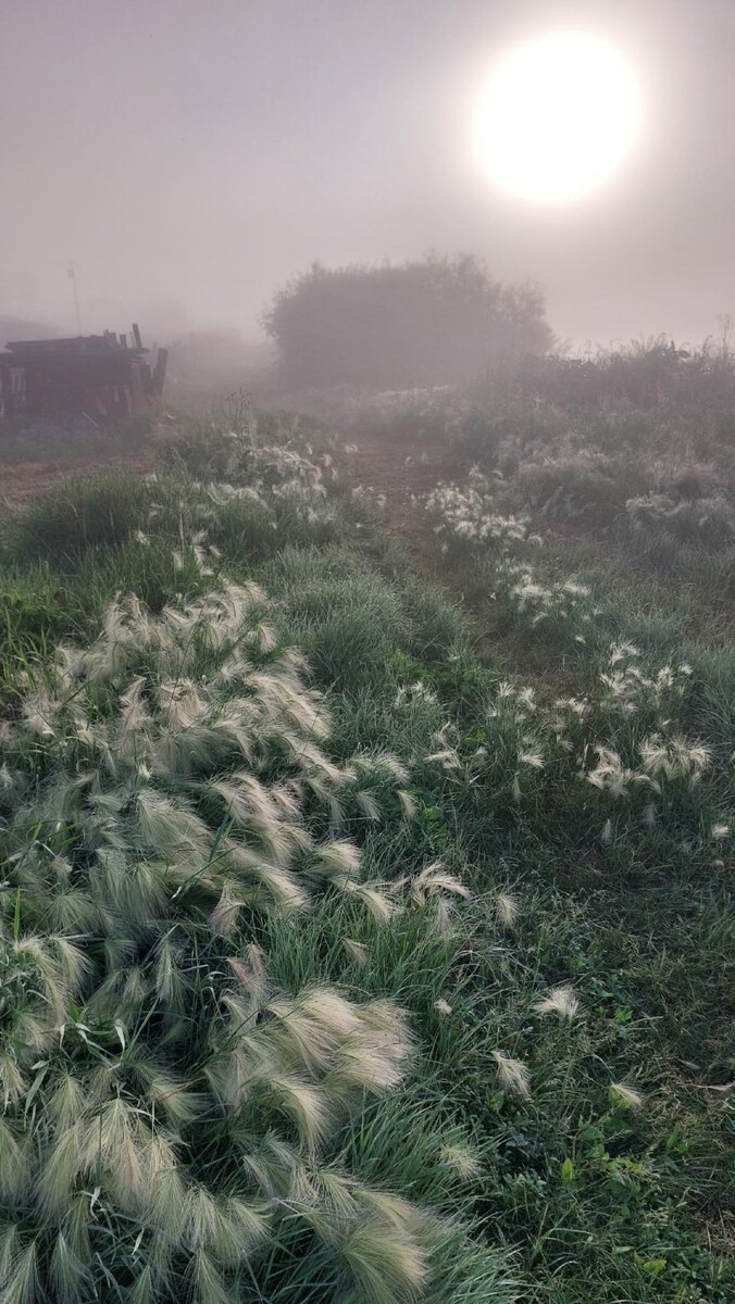    Туман в Алтайском крае. Источник: "Barnaul 22"