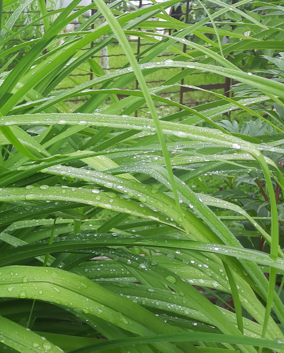 Вот такие сырые все растения в саду.