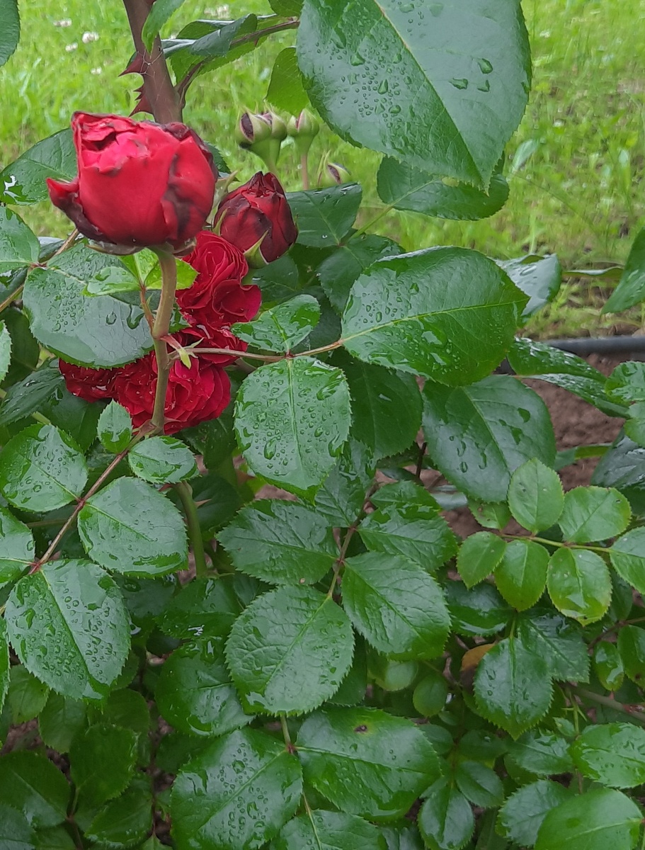 Розы в дождливую погоду очень медленно распускают свои бутоны.