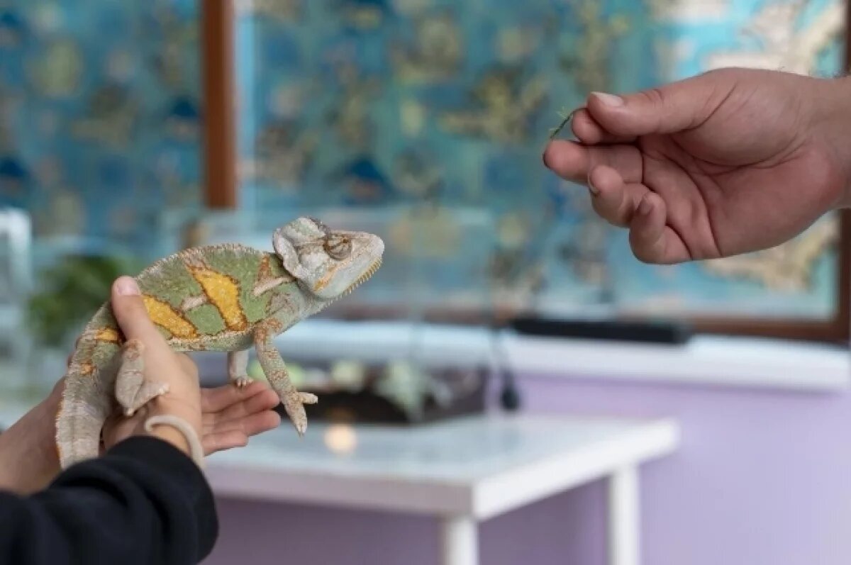    Животные содержатся в тесных, явно неподходящих для них клетках, а запах нечистот распространился на два этажа