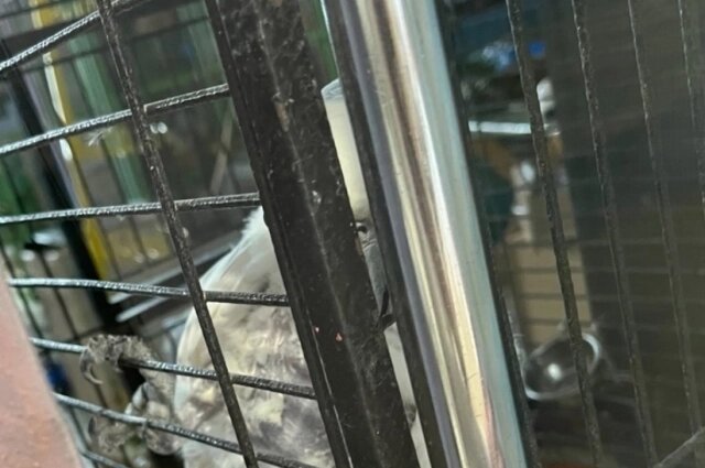    На места работы обеих выставок выезжали сотрудники Ижевской городской станции по борьбе с болезнями животных. Фото: Альянс защитников животных в Удмуртии