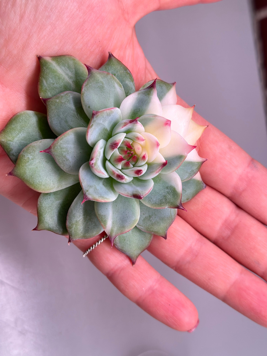 Эхеверия Чихуахуаенсис вариегатная при покупке