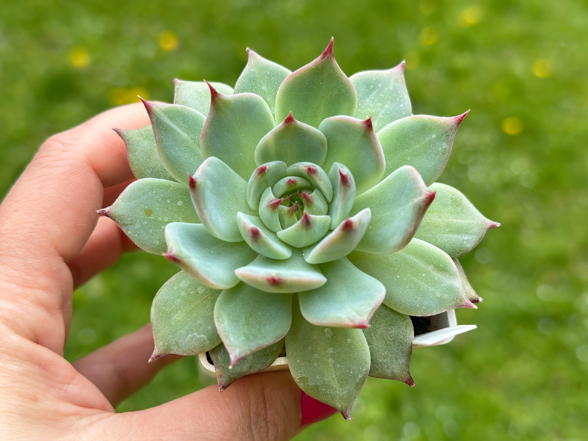 Эхеверия Чихуахуаенсис