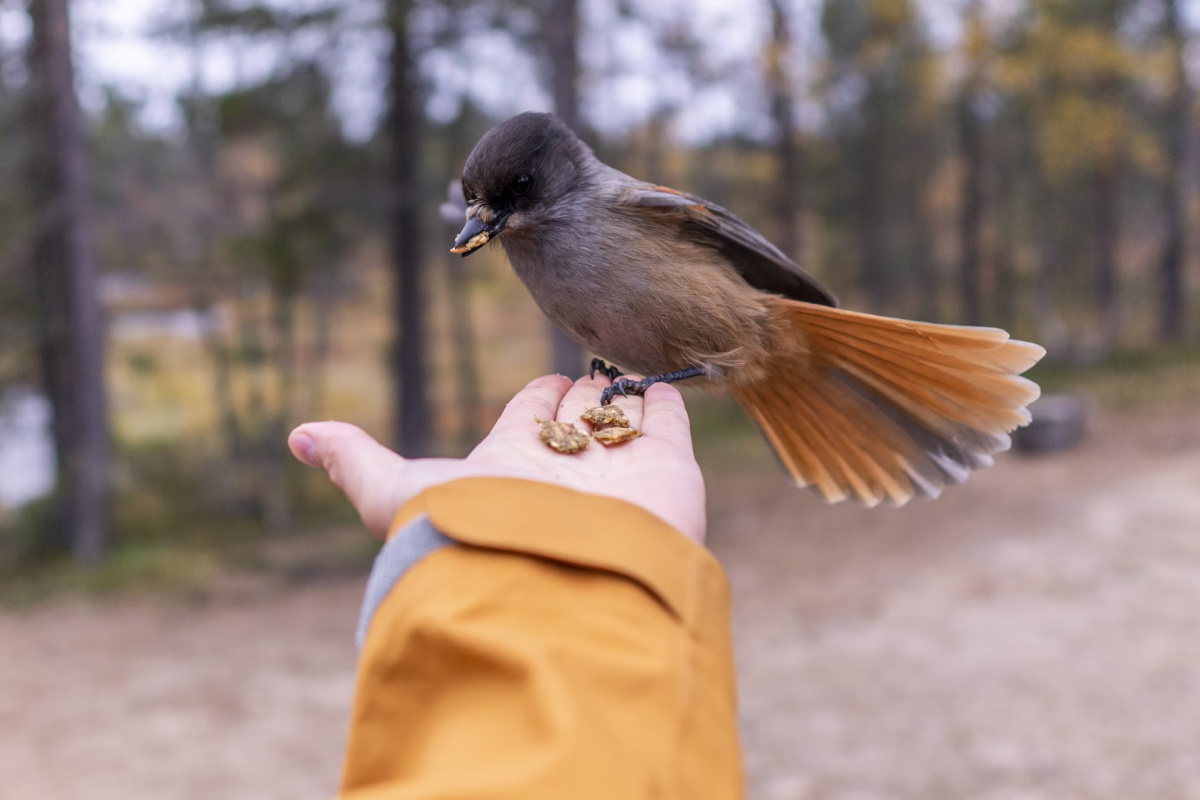 Размер кукши в сравнении с рукой человека