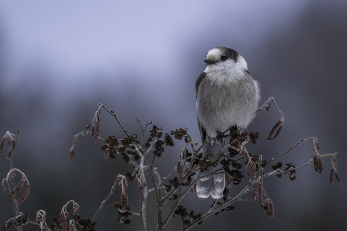 Канадская кукша (лат. Perisoreus canadensis)