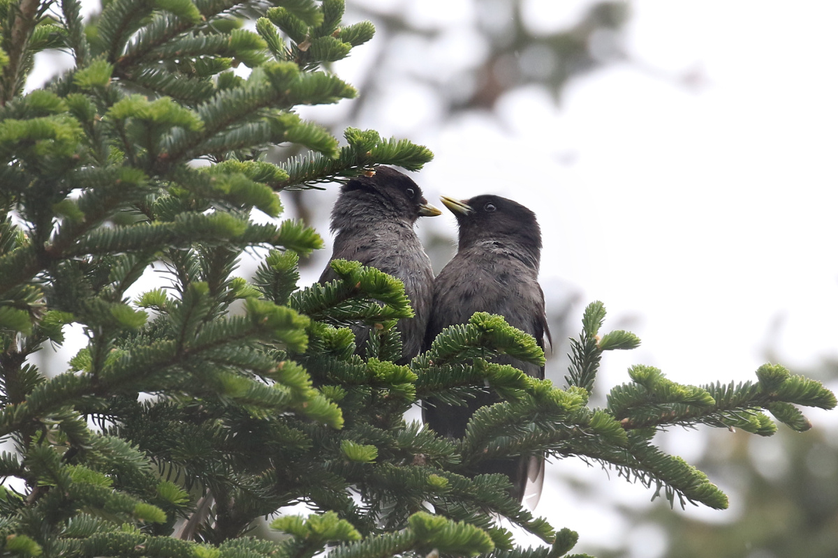 Черноголовые кукши (лат. Perisoreus internigrans)