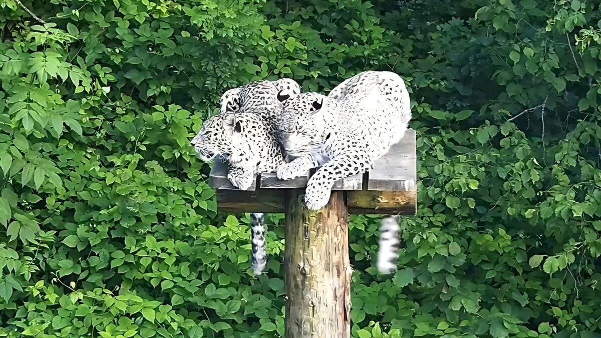    Фото: t.me/leopardcenter