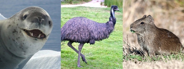 Не леопард, не страус и не свинка