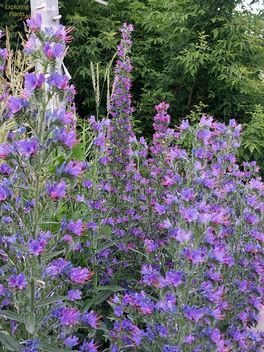  Цветение синяка обыкновенного