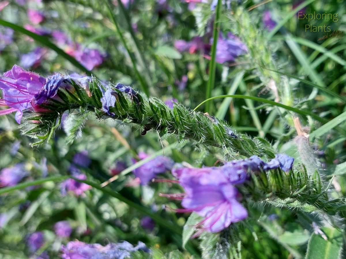 Через две недели растение выглядит несколько иначе. На месте отцветших цветов формируются плоды, ось соцветия сильно удлинилась и почти полностью выпрямилась.