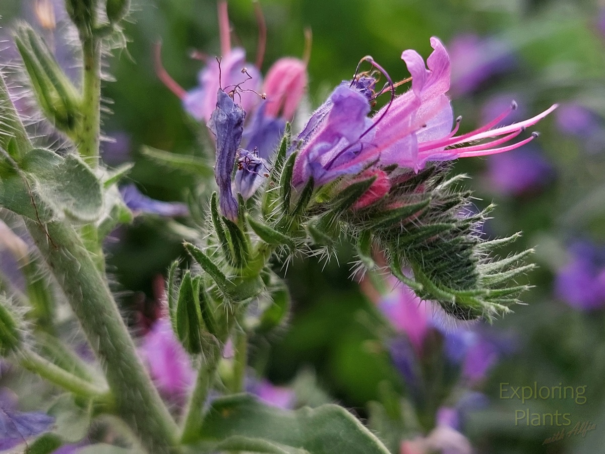 На завитке последовательно раскрываются по два цветка, завиток растет и постепенно раскручивается