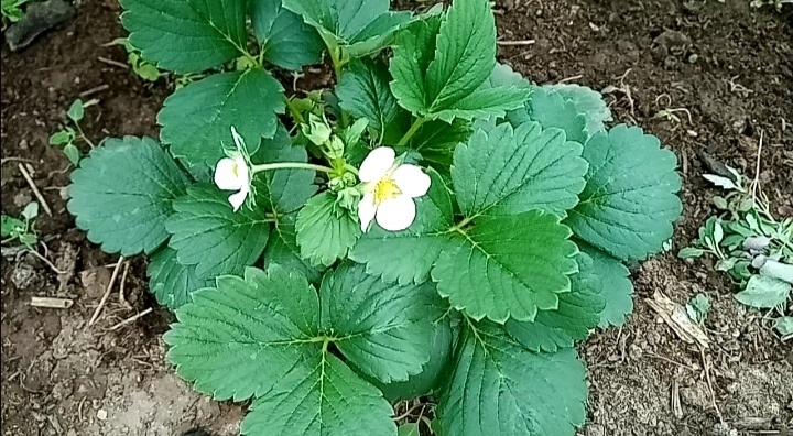 земляника Настенька F1 на июль