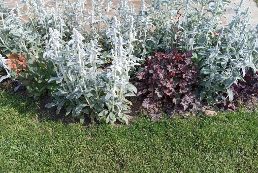  Яркие растения на газоне отвлекают внимание от его неидеального вида