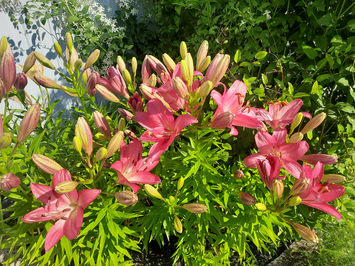 Расцветают