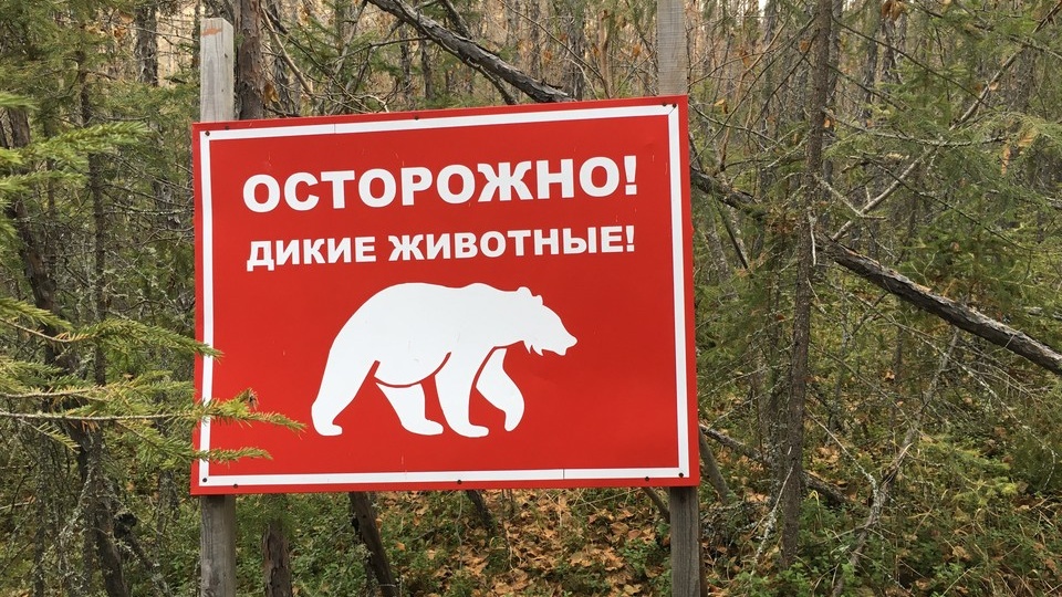 В Татарстане медведи приблизились вплотную к городам: как вести себя при встрече с косолапым