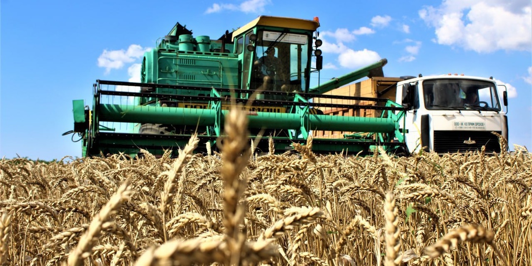 Повышаем класс пшеницы: подкормки, которые принесут прибыль