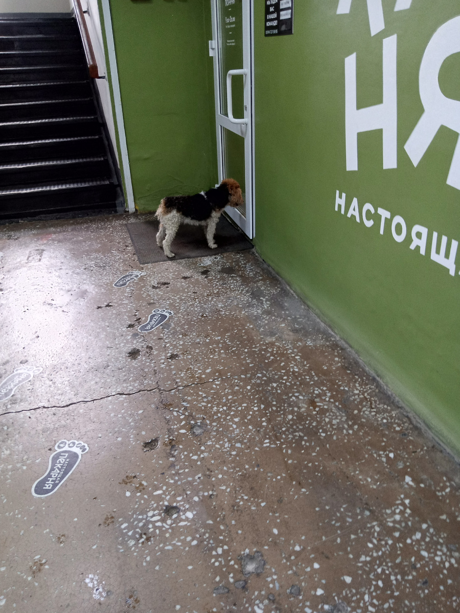 Здесь её покормила случайная прохожая несколько часов назад. Бродяжка помнила про это и вернулась.(фото моё)