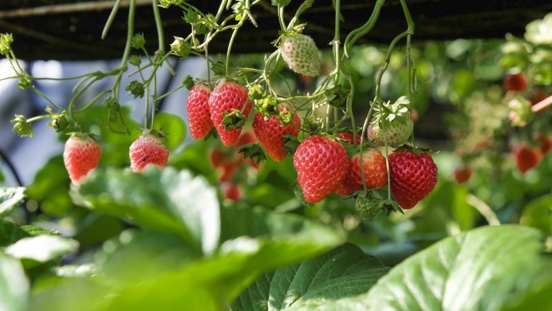      Фото: @hngstrm / freepik.com