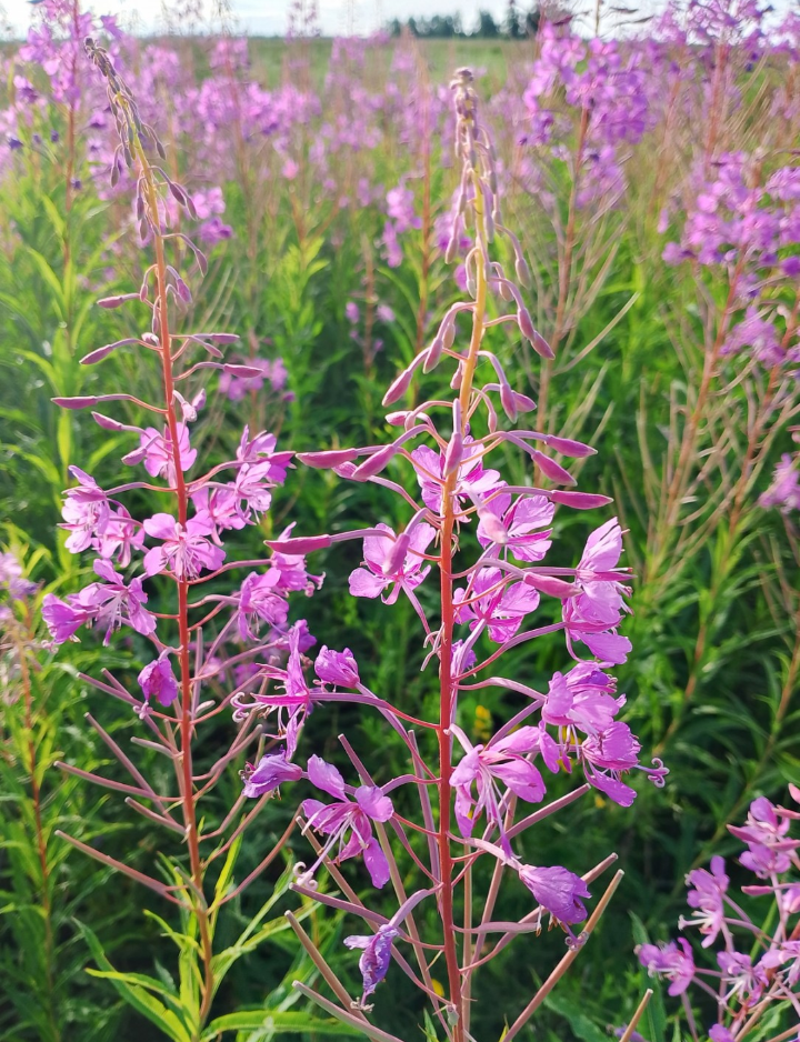 фото автора, цветущий иван чай