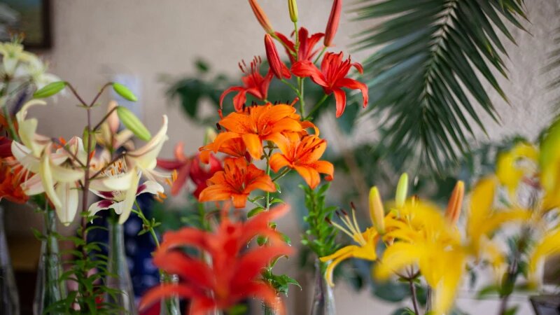     Выставка ирисов японских и лилий в НИИ имени Лисавенко. Дарья Беркетова