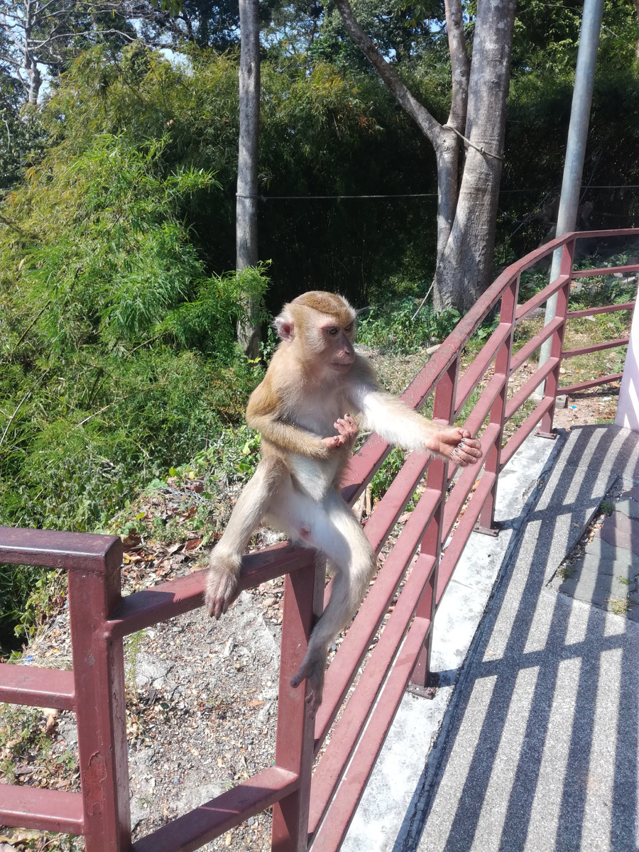 Летучая мышь... Ну почти)