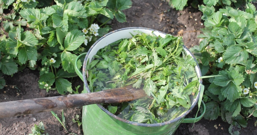 Огород без химии: ТОП-15 советов