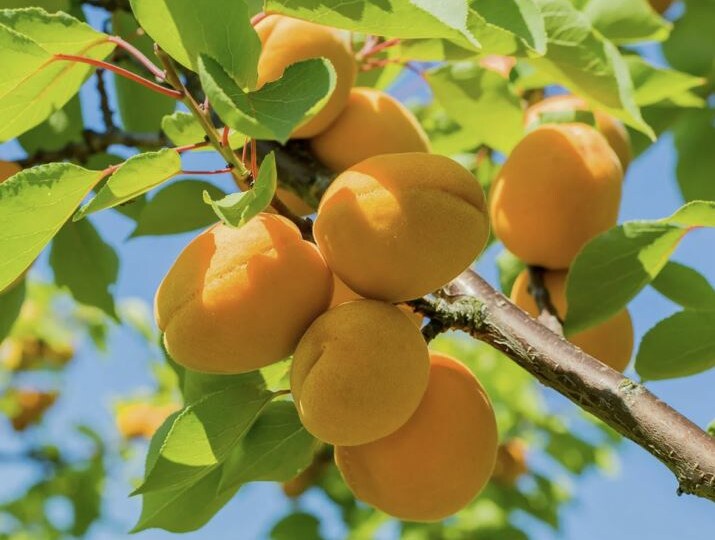 Летняя обрезка абрикоса: как сдержать рост и повысить урожайность