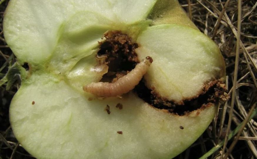 Битоксибациллин против яблонной плодожорки 3-го поколения: как обрабатывать яблони для защиты урожая