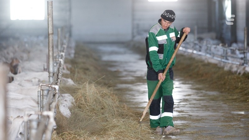    Лучшие породы овец в России и мире будут разводить в Предгорье Фото: Дмитрий Ахмадуллин / / ИА «Победа26»