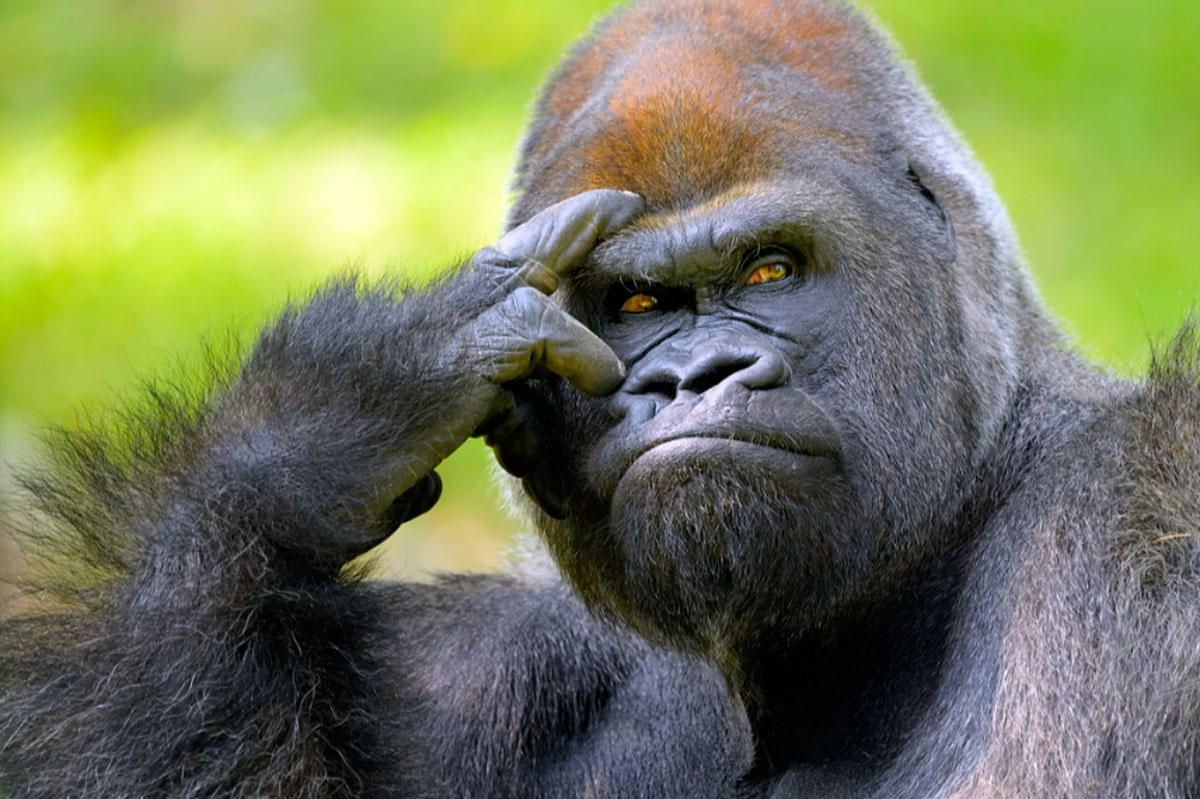 Биология больше не устанавливает правила