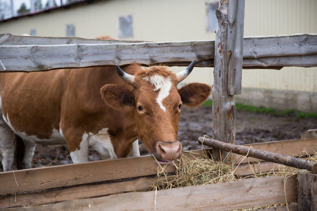    Для поддержки фермеров