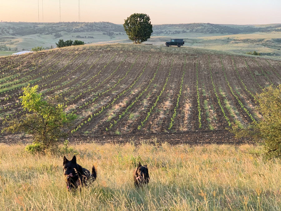 Источник https://sevastopol.su/sites/default/files/upload/07-2023/villa_di_alma_villa_di_alma_vinodely_vinodelnya_vinogradnik_vino2.jpg