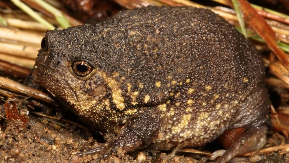     Фото: Nick Evans, Louis du Preez