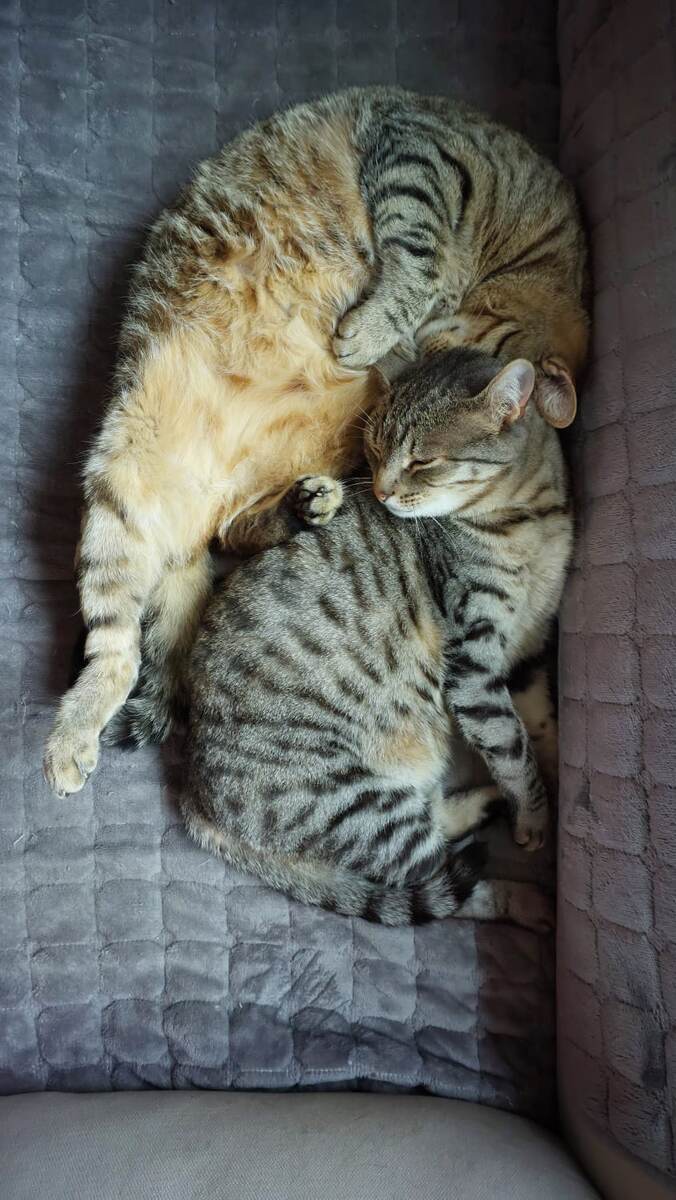 Барсик и Кося. Отдыхают. Фотография из личного архива.