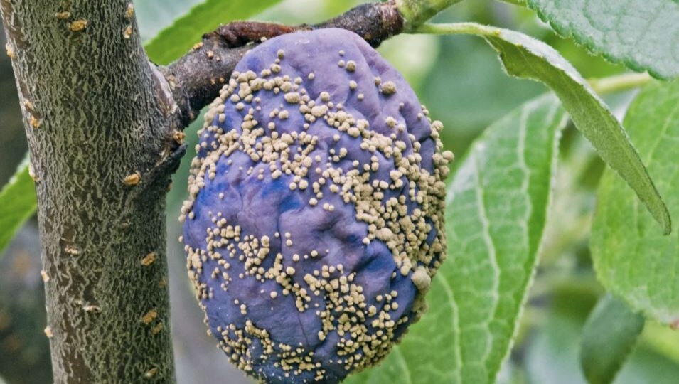 Обработка сливы от плодовой гнили перед созреванием: безопасные методы защиты урожая