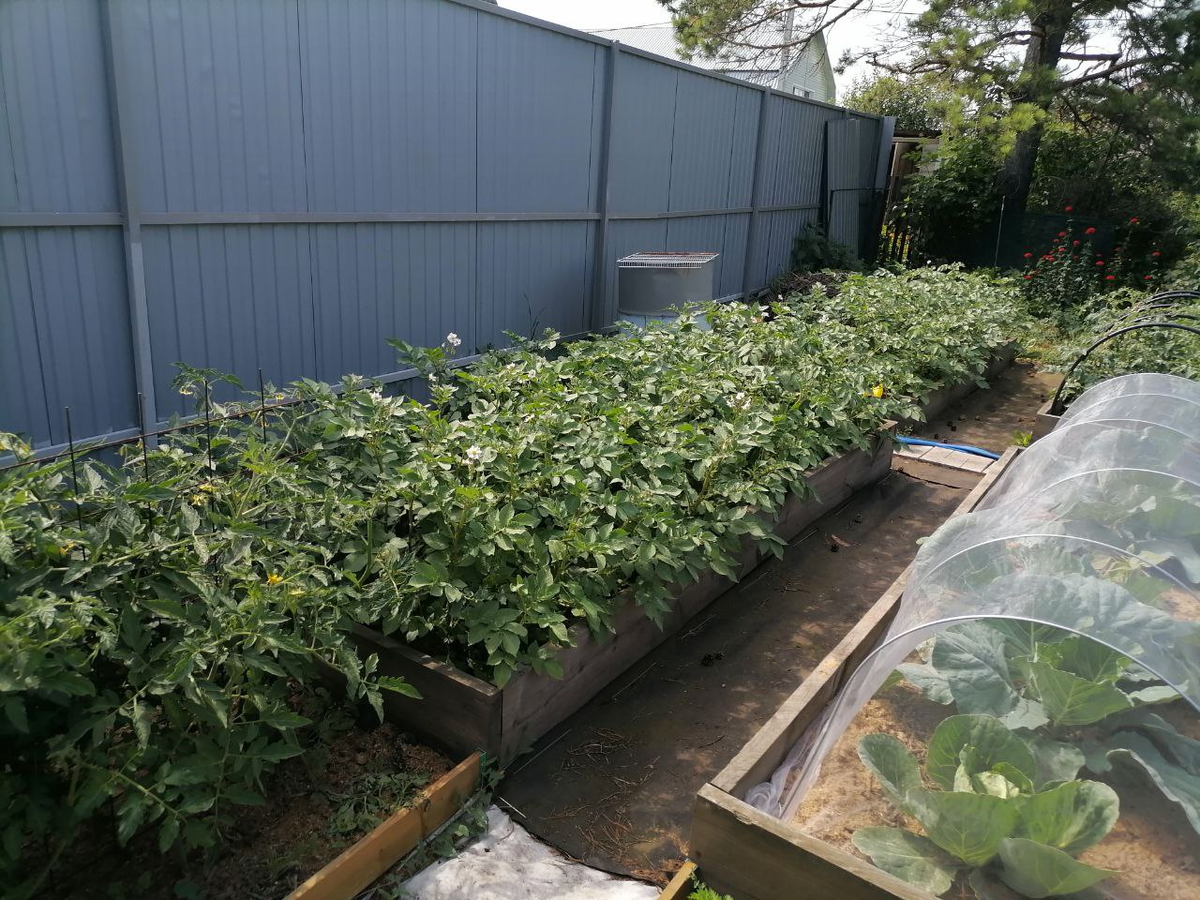 Сорт картофеля Ароза в июле, цветет, фото автора