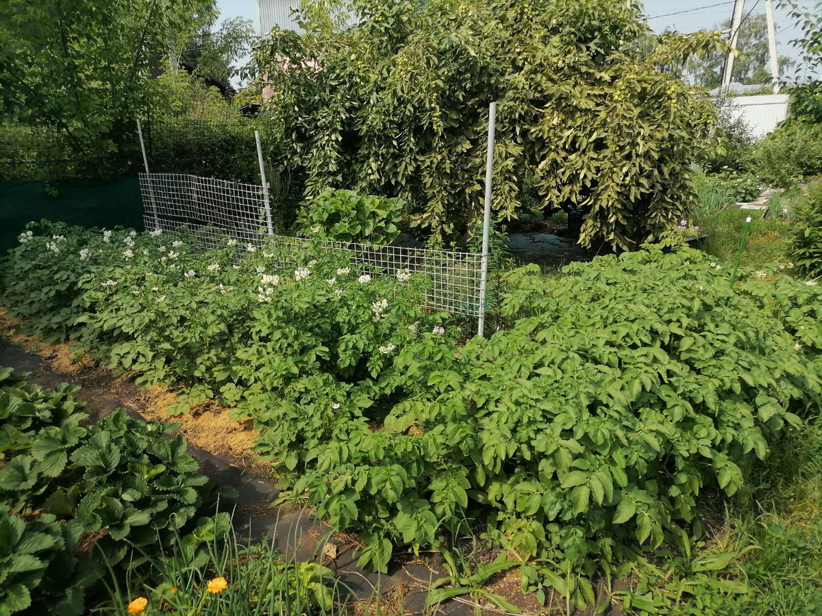 Картофельный уголок, фото автора