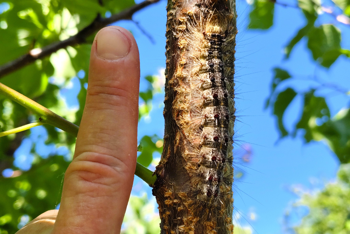 Гусеница непарного шелкопряда по сравнению с моим пальцем. Фото автора.
