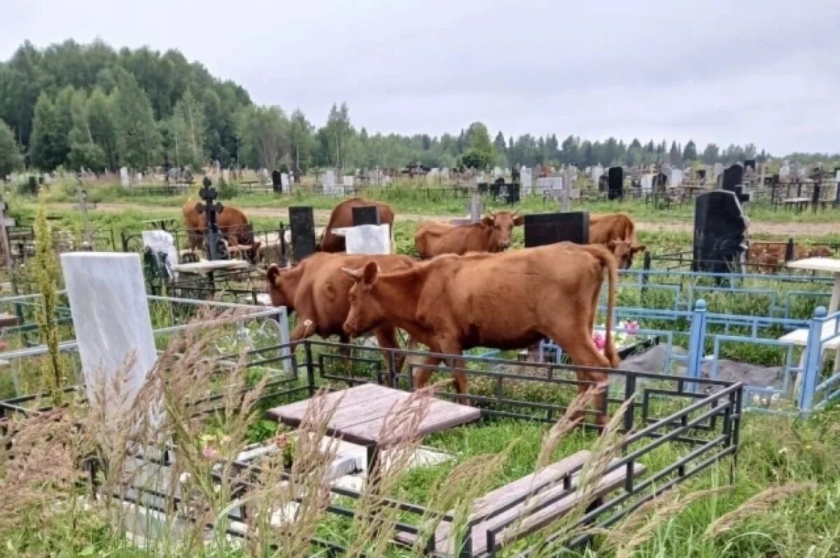    В Пермском крае стадо коров повредило кресты и венки на кладбище