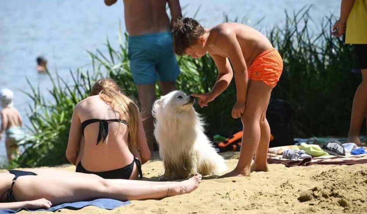     Собака на пляже. Источник: kp.ru Автор фото: Владимир Веленгурин